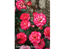 ���� Sweet Simphoni  (�������� 6��).jpeg