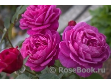 ���� Old Port ����, 282��� (�������� 3��).jpg