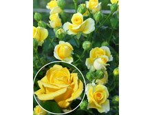 ���� Dorola ������,237��� (�������� 7��).jpg