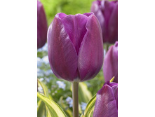 225,7 ���.������� ����� (���������� ����������. � �������� 10��. ���� ������� �� ��������) �������� 1 ����..jpg