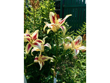 2014-07-29 10.59.01.jpeg