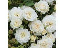 ���� White Gem ������, 237��� (�������� 7��).jpg