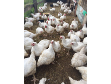 2017-06-11 18.18.52.jpeg