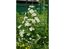 2015-06-26 17.18.07.jpeg