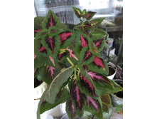 1 ������