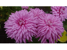 ��������� "�������� "