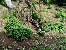 2015-05-20 11.04.50.jpeg