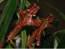 Kolumneya shida 2.jpg