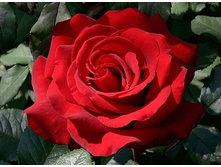 ���� Ingrid Bergman �-������, 237��� (�������� 3��).jpg