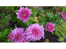 �������� ����