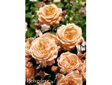 ���� Belvedere (�������� 3 ��).jpeg