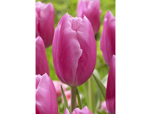 170 ���.������� ������ ���� (���������� ����������. � �������� 10��. ���� ������� �� ��������) �������� 4 ����..jpg