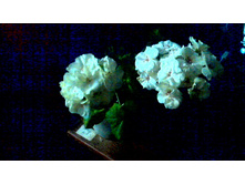 ���������� White Butterfly � PAC Viva Medelien