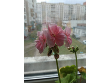 37 ����������