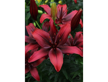 224,3 ���.����� ���������� (���������� ����������. � �������� 10��. ���� ������� �� ��������) �������� 1 ����..jpg