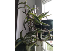 43 ������������