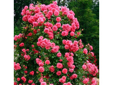 ���� Rosarium Uetersen ��������,282��� (�������� 1��).jpg