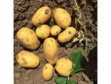 ��������� ���� (2 �����������), 26,5��� (�������� 23��).jpg