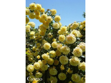 ���� Casino (�������� 6��).jpeg