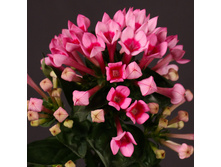 �������� �������