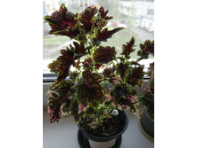 9 ������