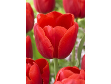 198,8 ���.������� ��� (���������� ����������. � �������� 10��. ���� ������� �� ��������) �������� 1 ����..jpg