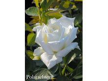 ���� Polarschtern (�������� 7��).jpeg