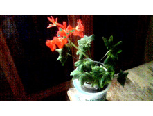 ���������� Vancuver Centinial(�����. �������)