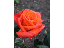 ���� Alla, �-������, 237��� (�������� 7��).jpg