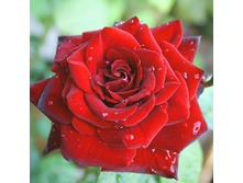 ���� Niccolo Paganini ������, 237��� (�������� 3��).jpg