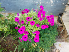 IMG 20190707 155213.jpg