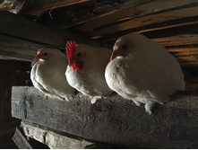 2014-11-16 12.50.03.jpeg