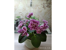 �������� �����