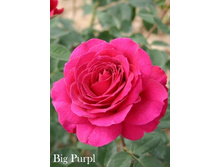 ���� Big Purpl  (�������� 4��) .jpeg