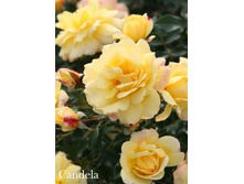 ���� Candela (�������� 9��).jpeg