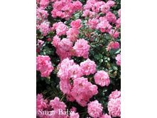 ���� Sugar Baby (�������� 8��).jpeg