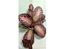 Pink Acajou