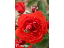 ���� Trampeter (�������� 10��)jpeg