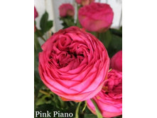 ���� Pink Piano (�������� 1��).jpeg