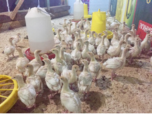 2017-06-03 17.52.18.jpeg