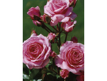 ���� Melody Parfumee, �-������, 237��� (�������� 5��).jpg