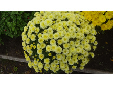 ����������� ��������