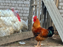 2015-08-10 13.07.54.jpeg