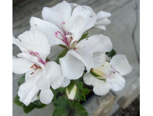 Joan of Ats (������������)