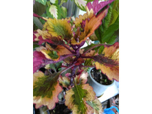 12 ������