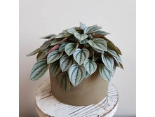 ��������� ���� Napoli Nights- 350 ���.