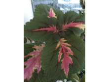 4 ������