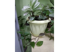 24 ������������