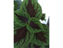 5 ������