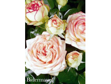 ���� Bidermayer (�������� 14��).jpeg